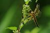 Libellula quadrimaculata @ Urtica dioica