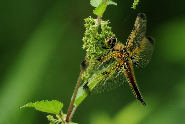 Libellula quadrimaculata @ Urtica dioica