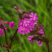 20220429 0754CPw [D~LIP] Rote Lichtnelke (Silene dioica), UWZ, Bad Salzuflen