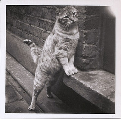 Sandy, Waiting To Get In