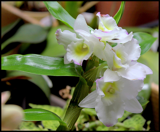 Dendrobium nobile