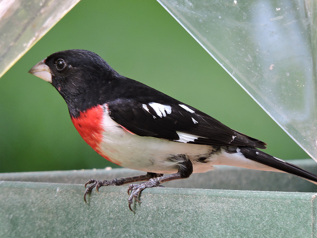 Rose-breasted Grosbeaks