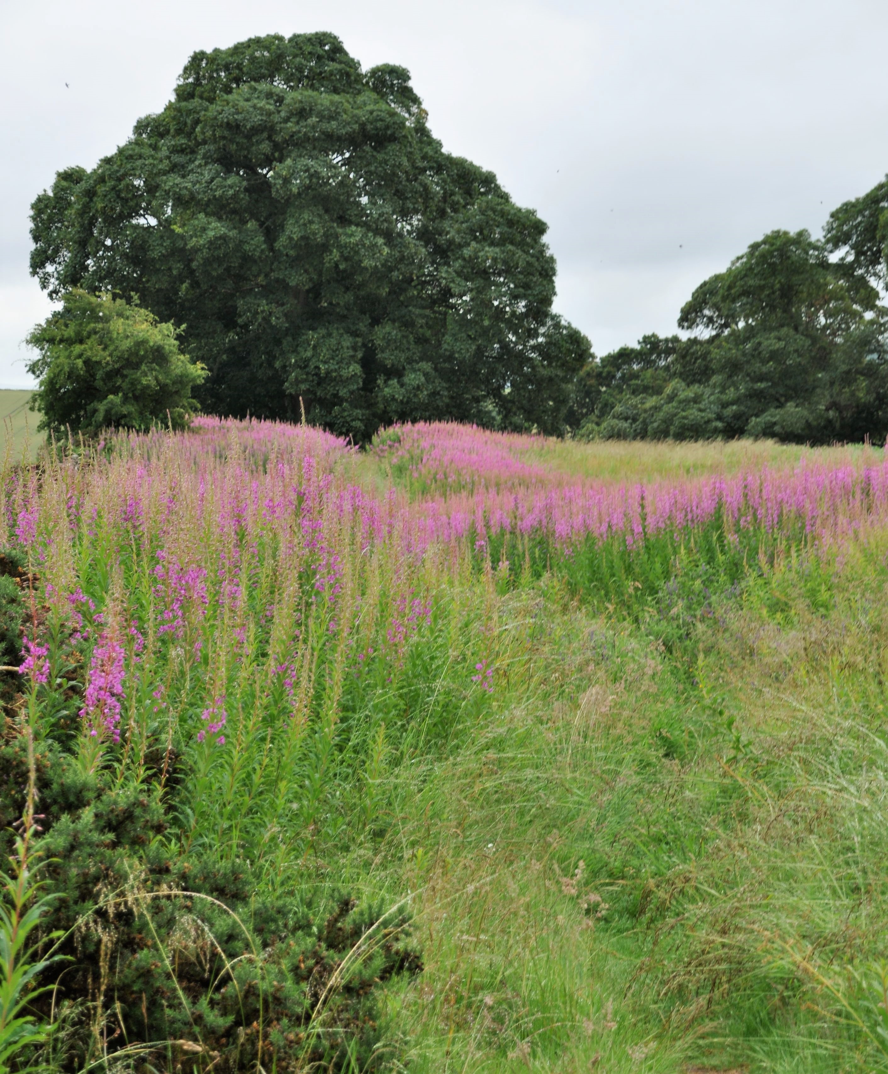 Scotland St. Cuthbert's Way (PiP)