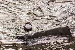 Dipper