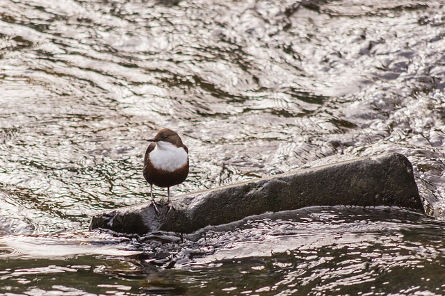 Dipper