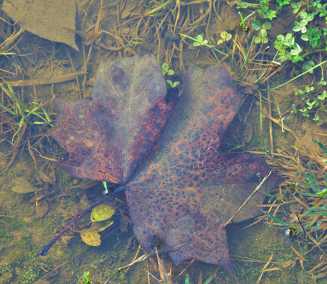 Watery Shapes