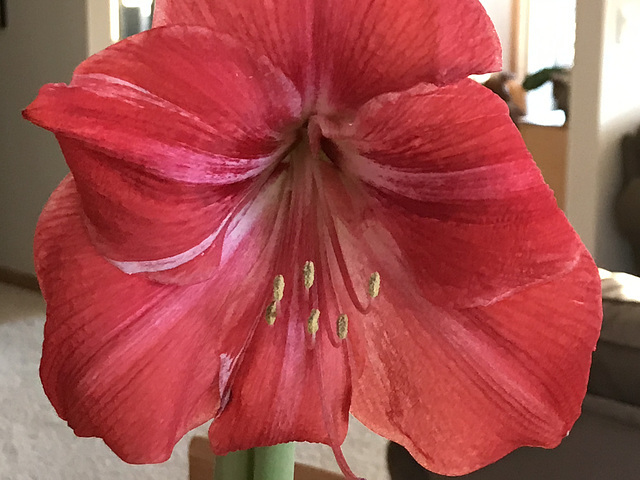 amaryllis