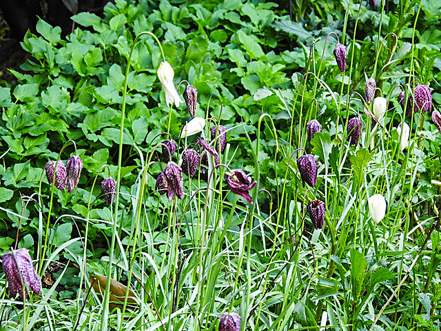 20210507 0166CPw [D~LIP] Schachbrettblume (Fritillaria meleagris) [Schachblume], Bad Salzuflen