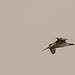 Curlew over (3 of 4)