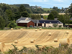 The barley has been harvested