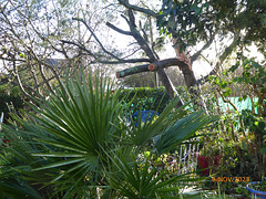 le jardin une semaine après l'ouragan 4/5 le jardin une semaine après l'ouragan 4/5