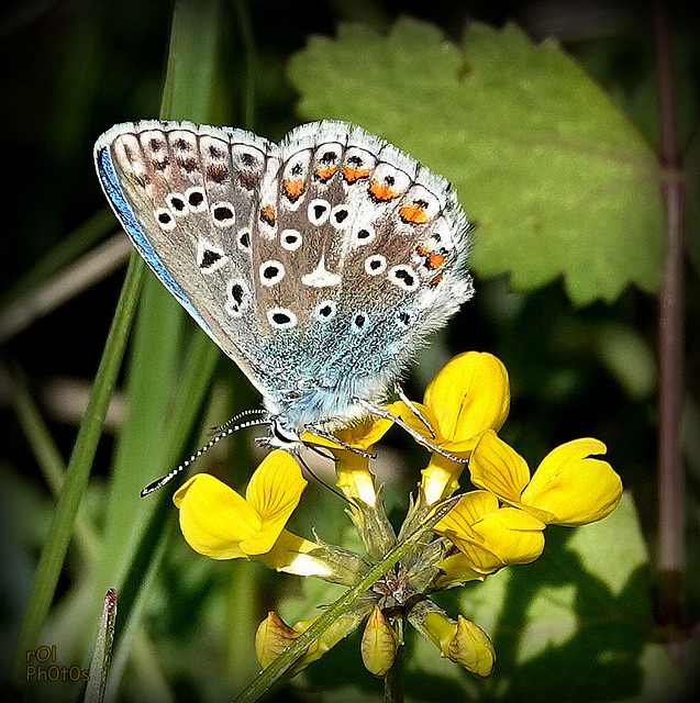 Bleu azur..!