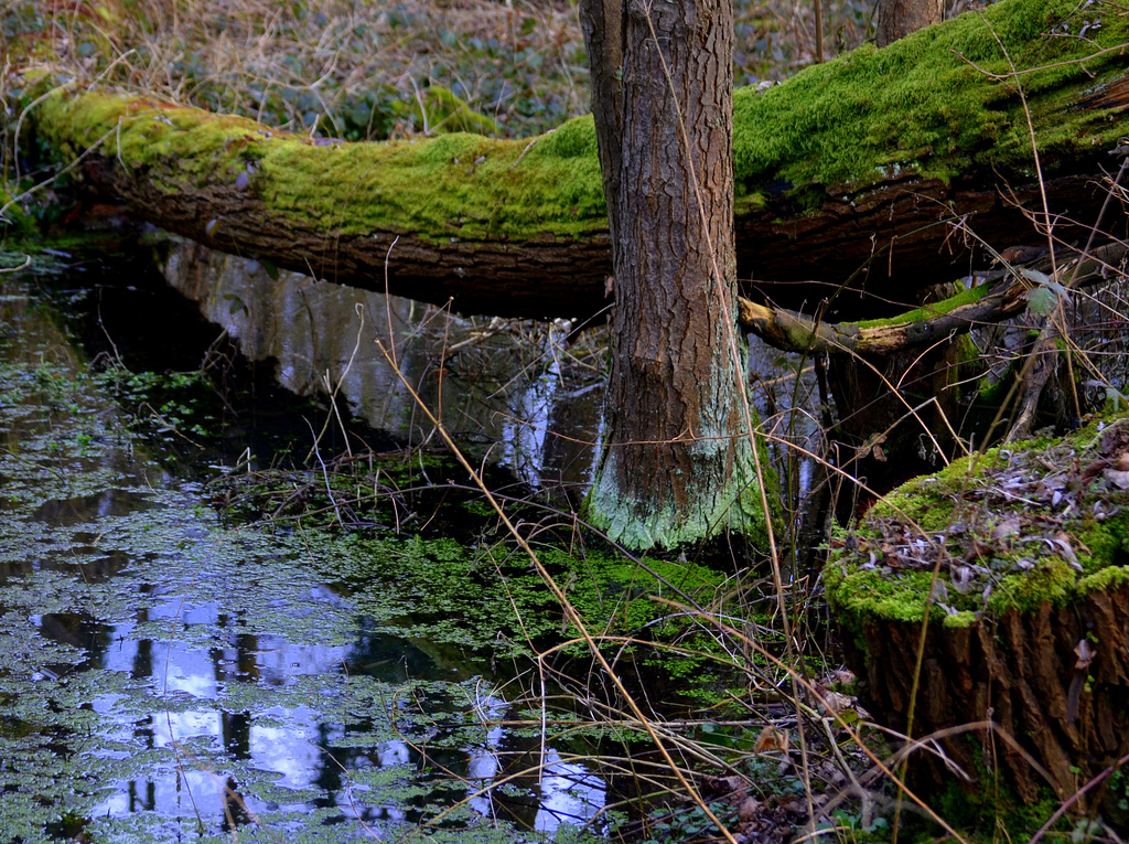 The green natural  bridge