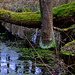 The green natural  bridge