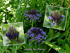 Dans mon jardin