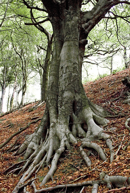 Beech roots