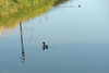 Mallard couple has an argument...