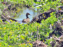 Duck In an Irrigation Ditch.