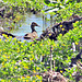 Duck In an Irrigation Ditch.