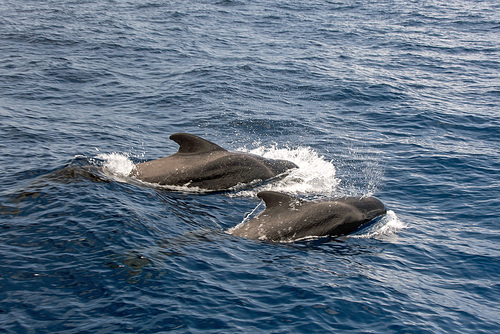 Pilot Whales