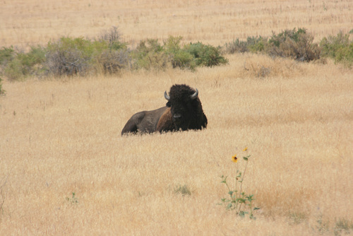 Buffalo Bull