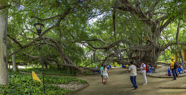 An awesome tree