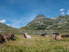 Blick auf Montespluga