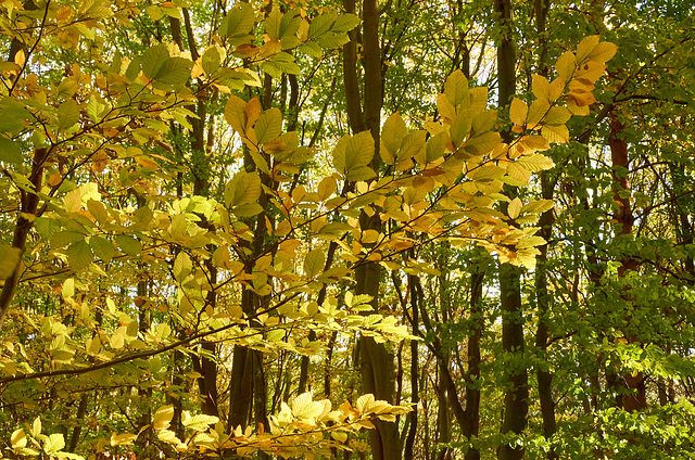 Autumn Sunlight