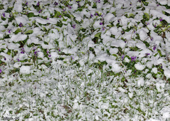 La neige à Angers le 6 février 2018