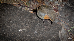 The gazebo robin almost literally underfoot