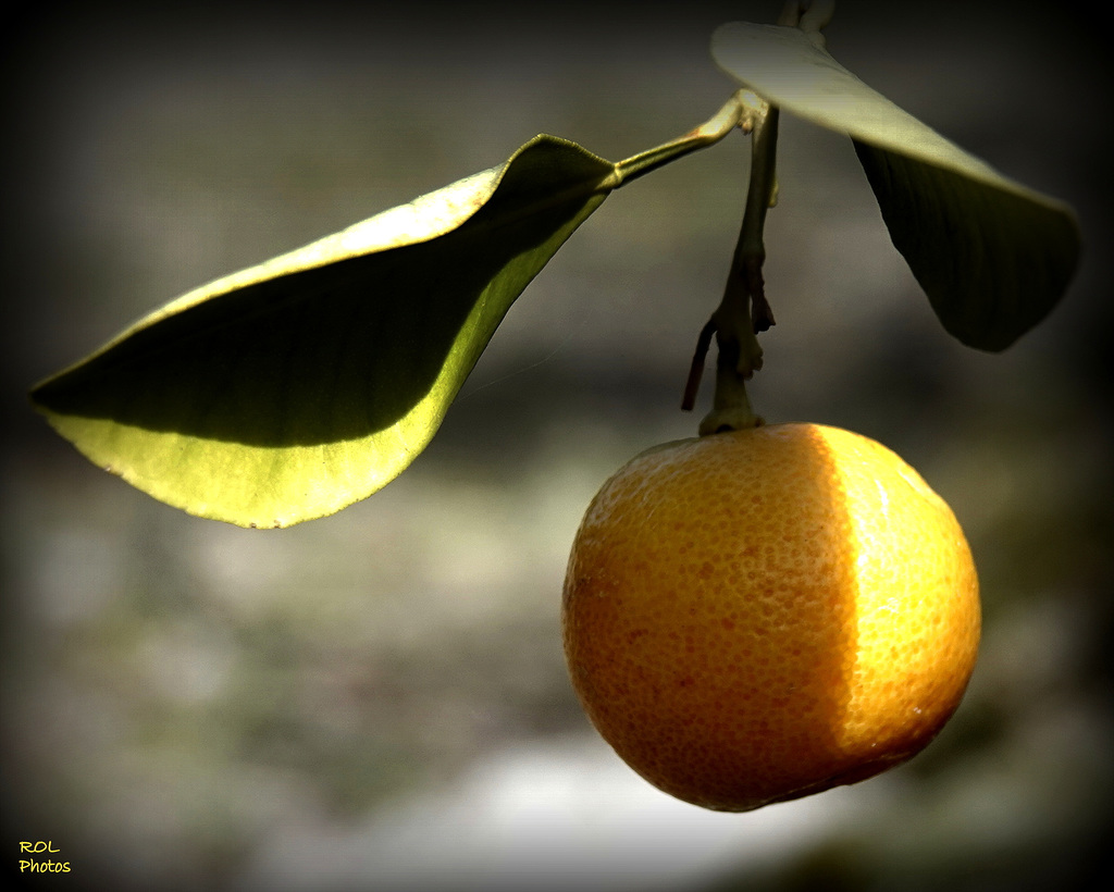 Ma dernière vitamine C de l'année..