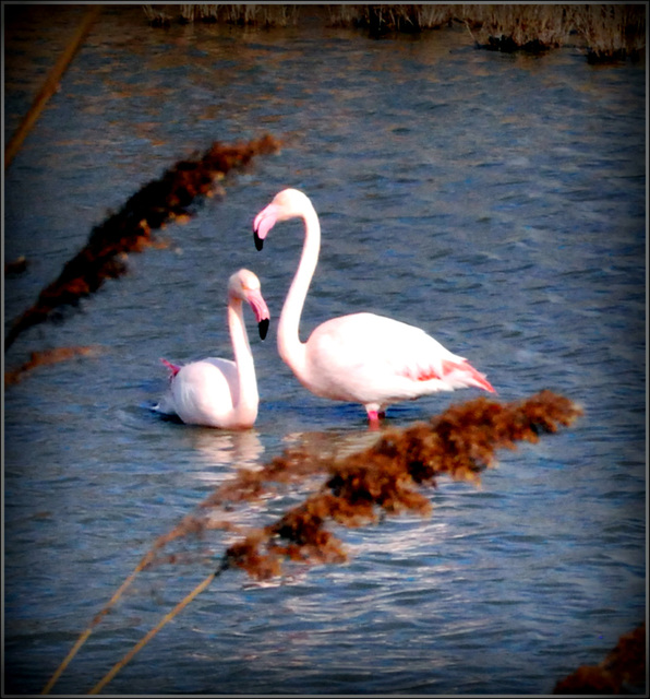 Duo au Parc ornithologique du Pont de Gau