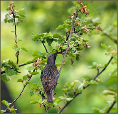 Starling on an apple bough