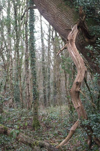 Tree just walked into the frame!