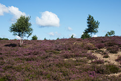 Timmerloher Heide