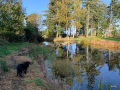 The Japanese Garden at the Burgie Arboretum