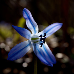 blau vor gelb