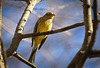 Die Goldammer (Emberiza citrinella) hat sich oberhalb von mir plaziert :))  The Yellowhammer (Emberiza citrinella) has placed itself above me :))  Le Yellowhammer (Emberiza citrinella) s'est placé au dessus de moi :))