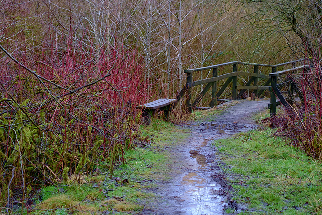 Swallow’s Wood low bridge