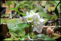 Dendrobium nobile