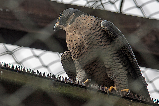 20160306 0313VRAw [D~BI] Wanderfalke (Falco peregrinus), Tierpark Olderdissen, Bielefeld