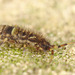 EF7A2923springtail