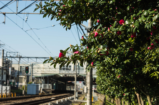 Camellia by the railway