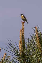 Saxicola torquata