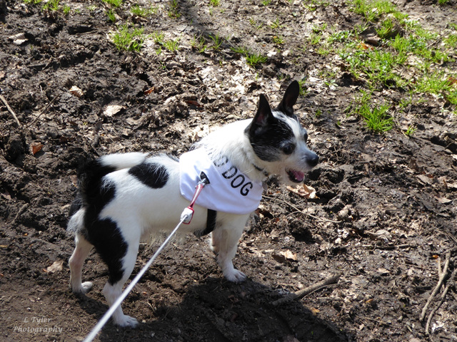 Percy at Astridge Estate in April