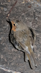 The gazebo robin almost literally underfoot