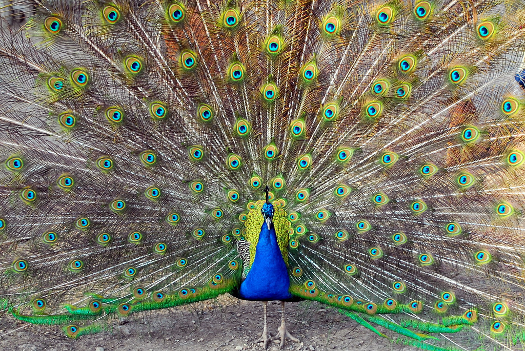 Pfau im Hochzeitskleid