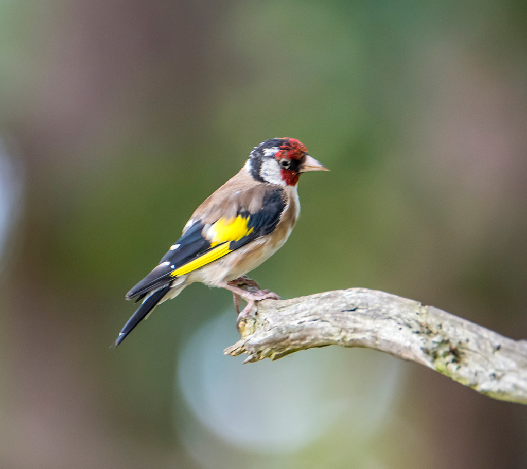 Goldfinch5