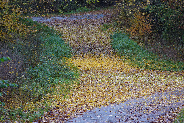 Eine Decke aus Blättern