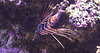 20190907 6018CPw [D~HRO] Strahlenfeuerfisch (Pterois radiata), Zoo, Rostock
